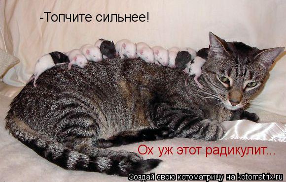-Топчите сильнее! Ох уж этот радикулит...... Котоматрица: -Топчите сильнее! Ох уж этот радикулит...