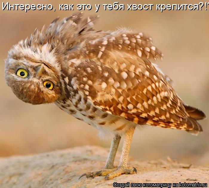 Интересно, как это у тебя хвост крепится?!?!... Котоматрица: Интересно, как это у тебя хвост крепится?!?!