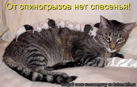 От спиногрызов нет спасенья!... Котоматрица: От спиногрызов нет спасенья!