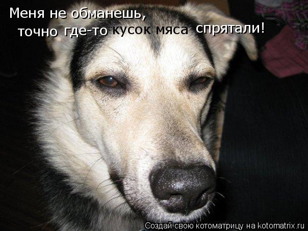 Котоматрица: Меня не обманешь,  точно где-то  кусок мяса спрятали!