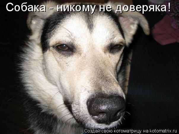 Котоматрица: Собака - никому не доверяка!