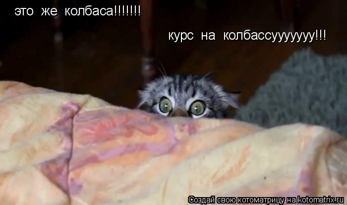 Котоматрица: это  же  колбаса!!!!!!! курс  на  колбассууууууу!!!