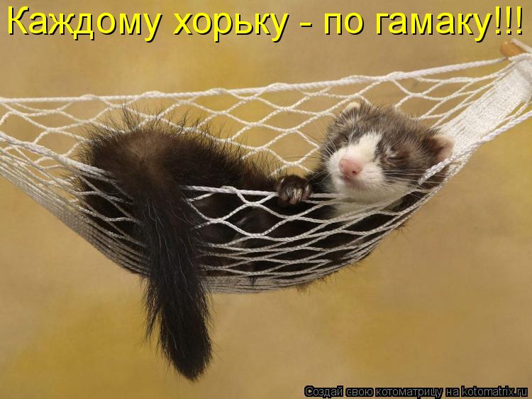 Котоматрица: Каждому хорьку - по гамаку!!!