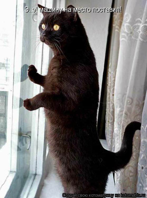 Котоматрица: Э..э! машину на место поставил!