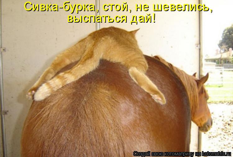 Котоматрица: Сивка-бурка, стой, не шевелись,  выспаться дай!