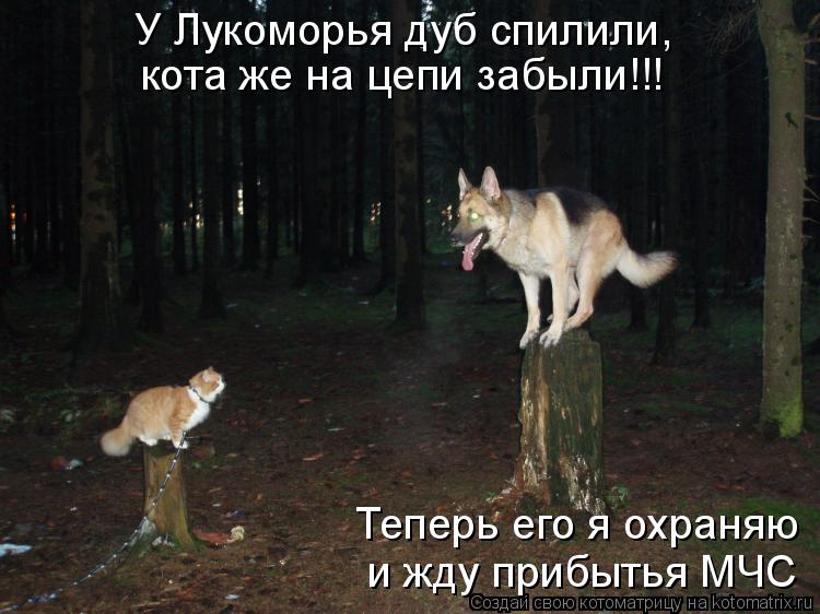 Котоматрица: У Лукоморья дуб спилили, кота же на цепи забыли!!! Теперь его я охраняю и жду прибытья МЧС