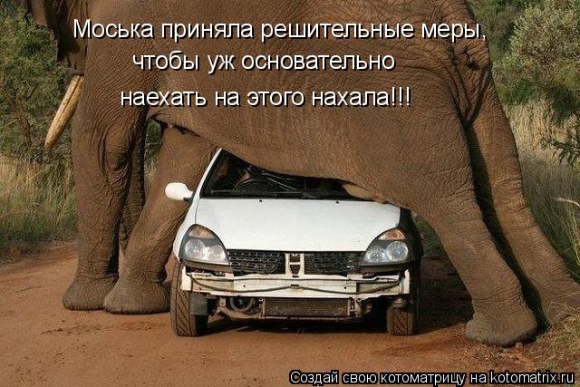 Моська приняла решительные меры, чтобы уж основательно наехать на этого нахала!!!... Котоматрица: Моська приняла решительные меры, чтобы уж основательно наехать на этого нахала!!!