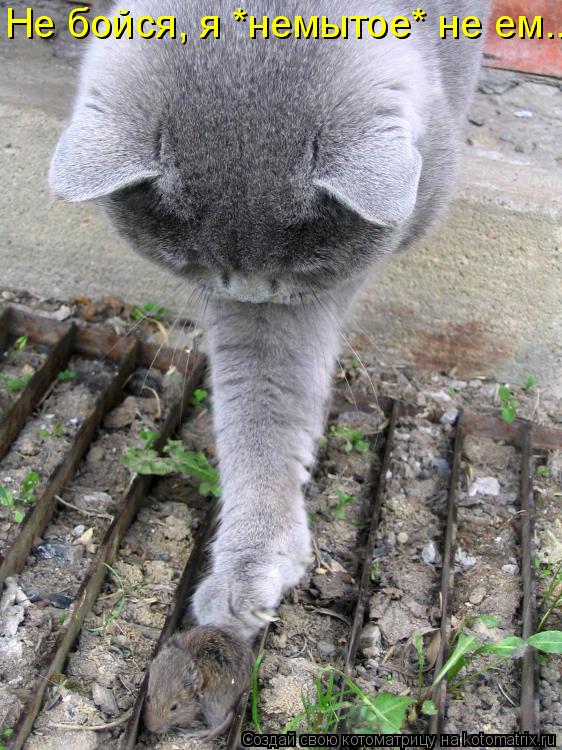 Не бойся, я *немытое* не ем...... Котоматрица: Не бойся, я *немытое* не ем...