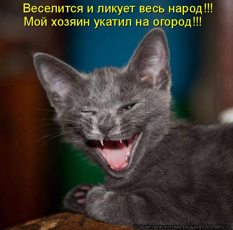 Веселится и ликует весь народ!!! Мой хозяин укатил на огород!!!... Котоматрица: Веселится и ликует весь народ!!! Мой хозяин укатил на огород!!!