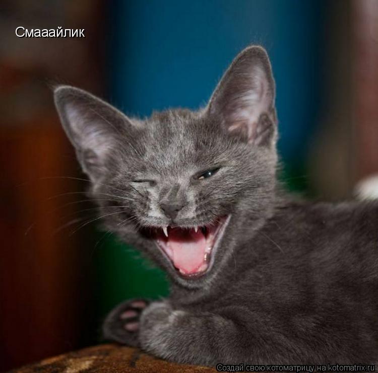 Смааайлик... Котоматрица: Смааайлик