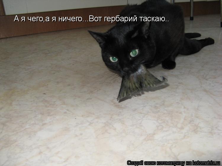 А я чего,а я ничего...Вот гербарий таскаю..... Котоматрица: А я чего,а я ничего...Вот гербарий таскаю..