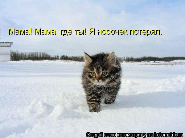 Мама! Мама, где ты! Я носочек потерял.... Котоматрица: Мама! Мама, где ты! Я носочек потерял.