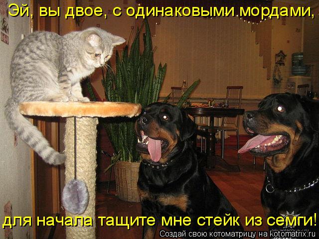 Эй, вы двое, с одинаковыми мордами, для начала тащите мне стейк из семги!... Котоматрица: Эй, вы двое, с одинаковыми мордами, для начала тащите мне стейк из семги!