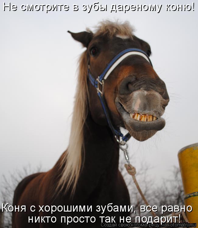Коня с хорошими зубами, все равно никто просто так не подарит! Не смотрите в зубы дареному коню!... Котоматрица: Коня с хорошими зубами, все равно никто просто так не подарит! Не смотрите в зубы дареному коню!