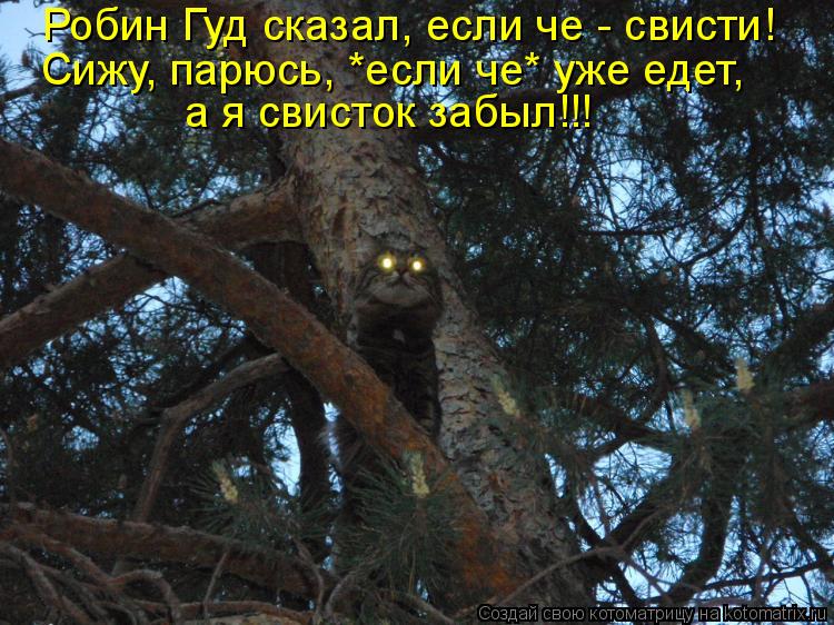 Робин Гуд сказал, если че - свисти! Сижу, парюсь, *если че* уже едет, а я свисток забыл!!!... Котоматрица: Робин Гуд сказал, если че - свисти! Сижу, парюсь, *если че* уже едет, а я свисток забыл!!!