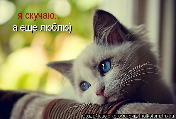 я скучаю.. а еще люблю)... Котоматрица: я скучаю.. а еще люблю)