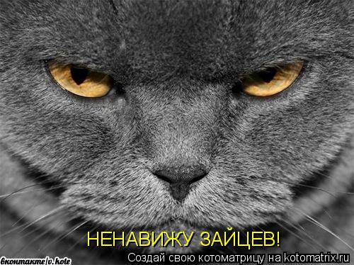 НЕНАВИЖУ ЗАЙЦЕВ!... Котоматрица: НЕНАВИЖУ ЗАЙЦЕВ!