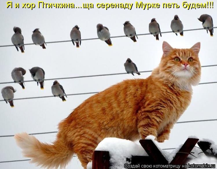 Я и хор Птичкина...ща серенаду Мурке петь будем!!!... Котоматрица: Я и хор Птичкина...ща серенаду Мурке петь будем!!!