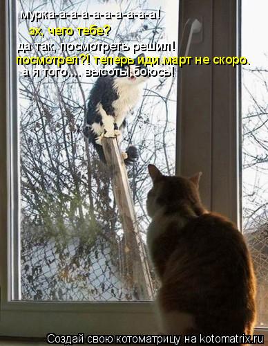посмотрел?! теперь иди.март не скоро. да так, посмотреть решил! эх, чего тебе? мурка-а-а-а-а-а-а-а-а-... Котоматрица: посмотрел?! теперь иди.март не скоро. да так, посмотреть решил! эх, чего тебе? мурка-а-а-а-а-а-а-а-а-а! а я того.... высоты боюсь!