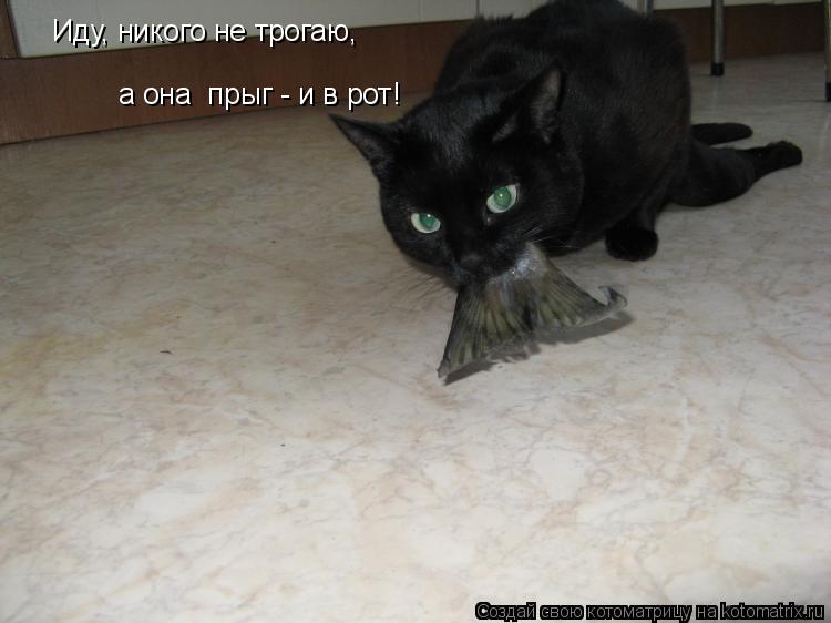 Иду, никого не трогаю, а она прыг - и в рот!... Котоматрица: Иду, никого не трогаю, а она прыг - и в рот!