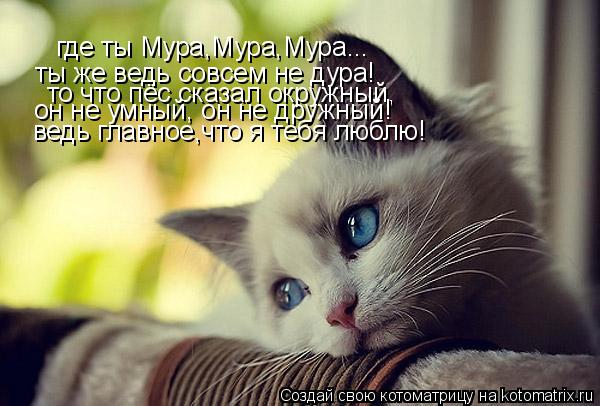 где ты Мура,Мура,Мура... ты же ведь совсем не дура! то что пёс сказал окружный, он не умный, он не др... Котоматрица: где ты Мура,Мура,Мура... ты же ведь совсем не дура! то что пёс сказал окружный, он не умный, он не дружный! ведь главное,что я тебя люблю!
