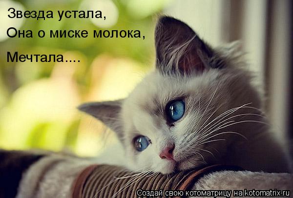 Звезда устала, Она о миске молока, Мечтала....... Котоматрица: Звезда устала, Она о миске молока, Мечтала....