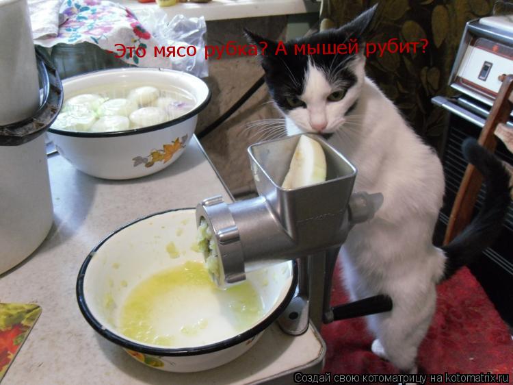 -Это мясо рубка? А мышей рубит?... Котоматрица: -Это мясо рубка? А мышей рубит?