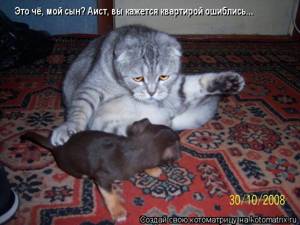 Это чё, мой сын? Аист, вы кажется квартирой ошиблись...... Котоматрица: Это чё, мой сын? Аист, вы кажется квартирой ошиблись...