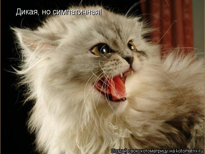 Дикая, но симпатичная!... Котоматрица: Дикая, но симпатичная!