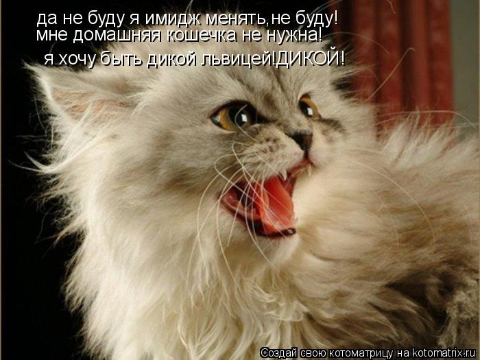 да не буду я имидж менять,не буду! мне домашняя кошечка не нужна! я хочу быть дикой львицей!ДИКОЙ!... Котоматрица: да не буду я имидж менять,не буду! мне домашняя кошечка не нужна! я хочу быть дикой львицей!ДИКОЙ!