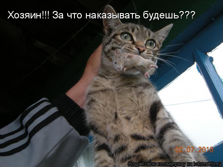 Хозяин!!! За что наказывать будешь???... Котоматрица: Хозяин!!! За что наказывать будешь???