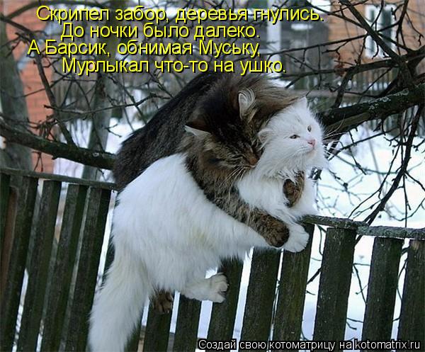 Скрипел забор, деревья гнулись. До ночки было далеко. А Барсик, обнимая Муську, Мурлыкал что-то на уш... Котоматрица: Скрипел забор, деревья гнулись. До ночки было далеко. А Барсик, обнимая Муську, Мурлыкал что-то на ушко.