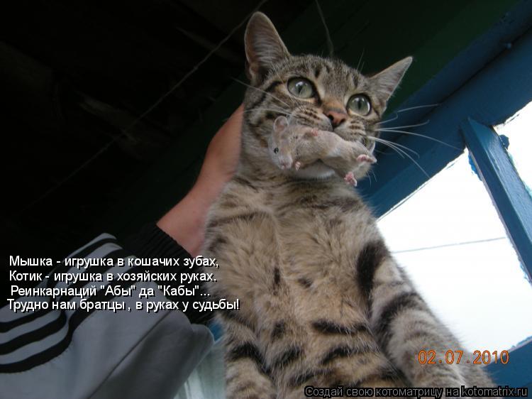 Котоматрица: Мышка - игрушка в кошачих зубах, Котик - игрушка в хозяйских руках.  Реинкарнаций "Абы" да "Кабы"...   Трудно нам братцы , в руках у судьбы!