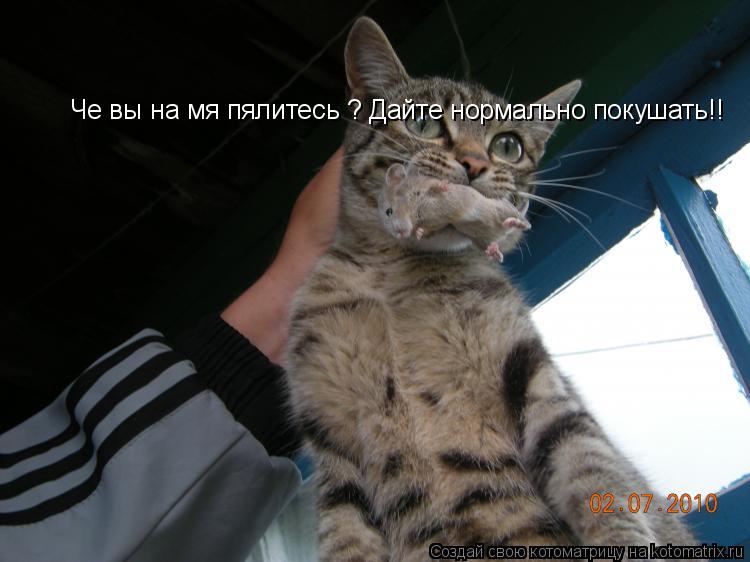 Че вы на мя пялитесь ? Дайте нормально покушать!!... Котоматрица: Че вы на мя пялитесь ? Дайте нормально покушать!!