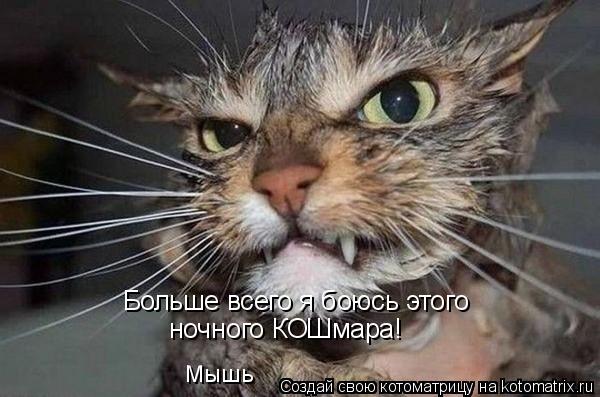 Больше всего я боюсь этого ночного КОШмара! Мышь... Котоматрица: Больше всего я боюсь этого ночного КОШмара! Мышь