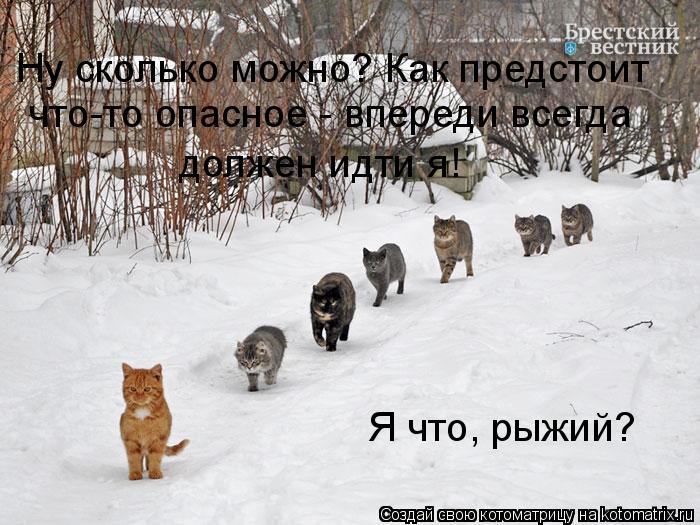 Ну сколько можно? Как предстоит что-то опасное - впереди всегда должен идти я! Я что, рыжий?... Котоматрица: Ну сколько можно? Как предстоит что-то опасное - впереди всегда должен идти я! Я что, рыжий?