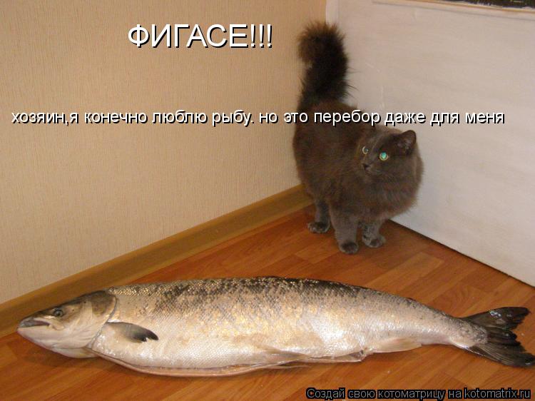 ФИГАСЕ!!! хозяин,я конечно люблю рыбу. но это перебор даже для меня... Котоматрица: ФИГАСЕ!!! хозяин,я конечно люблю рыбу. но это перебор даже для меня