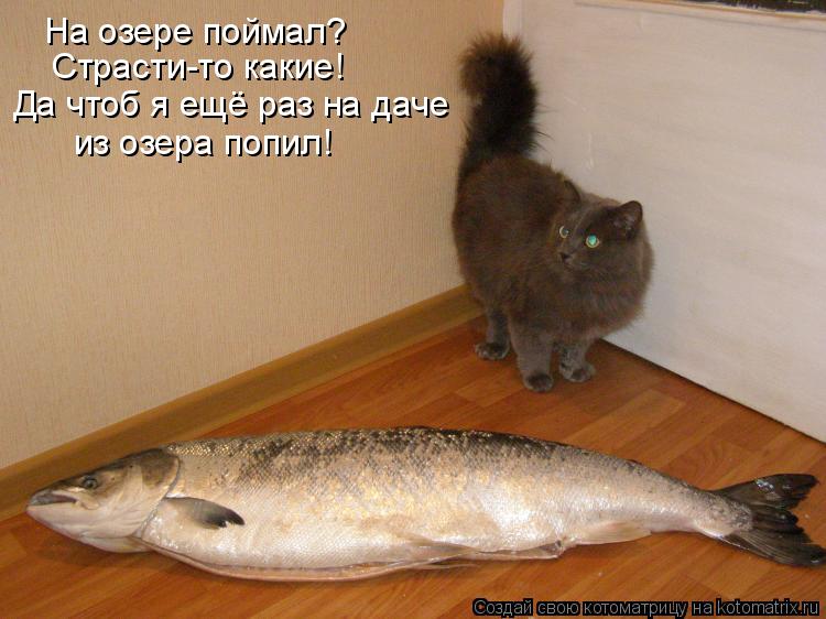 На озере поймал? Страсти-то какие! Да чтоб я ещё раз на даче из озера попил!... Котоматрица: На озере поймал? Страсти-то какие! Да чтоб я ещё раз на даче из озера попил!