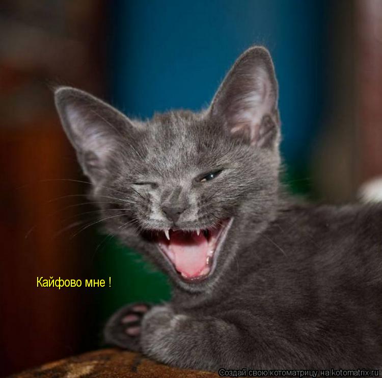 Кайфово мне !... Котоматрица: Кайфово мне !