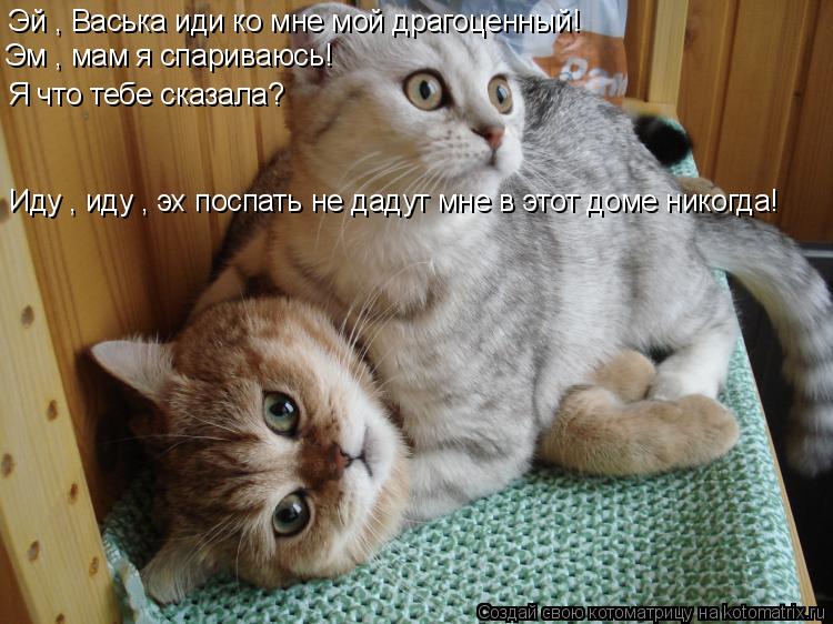 Эй , Васька иди ко мне мой драгоценный! Эм , мам я спариваюсь! Я что тебе сказала? Иду , иду , эх пос... Котоматрица: Эй , Васька иди ко мне мой драгоценный! Эм , мам я спариваюсь! Я что тебе сказала? Иду , иду , эх поспать не дадут мне в этот доме никогда!