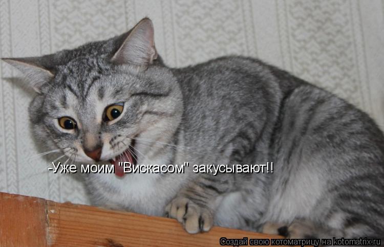 Котоматрица: -Уже моим "Вискасом" закусывают!!