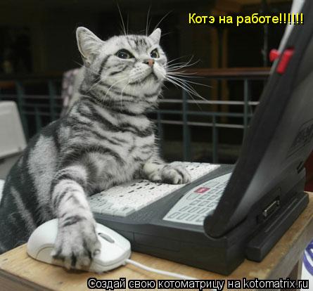 Котоматрица: Котэ на работе!!!!!!