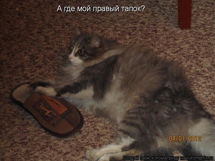 Котоматрица: А где мой правый тапок?