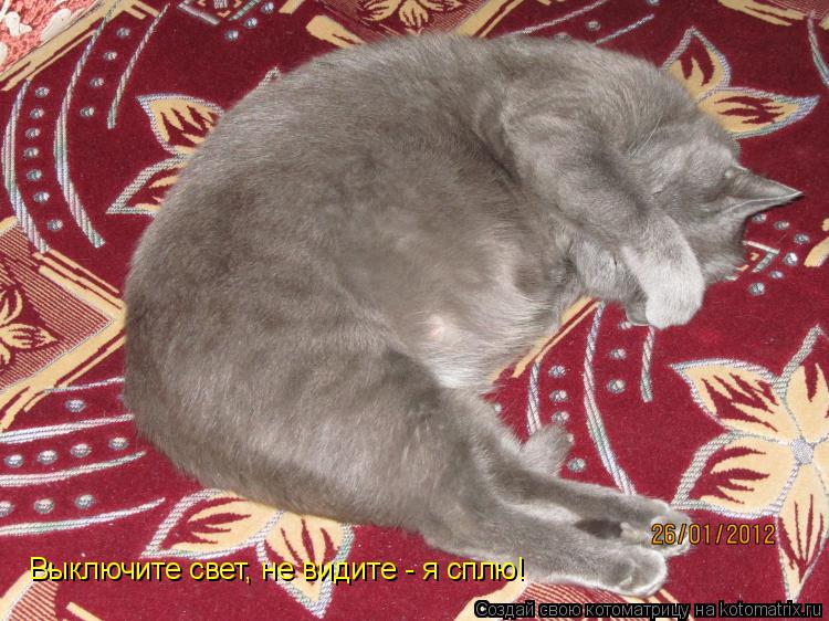 Котоматрица: Выключите свет, не видите - я сплю!
