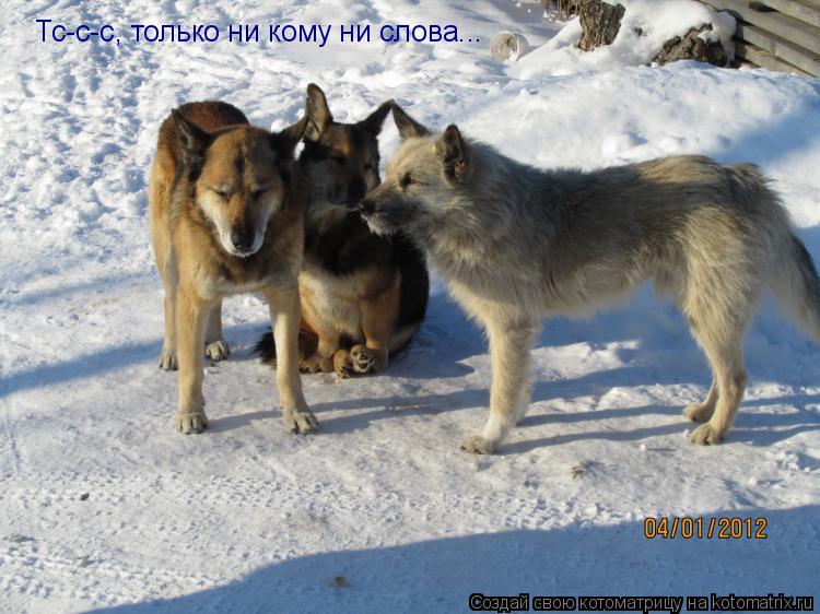 Котоматрица: Тс-с-с, только ни кому ни слова...