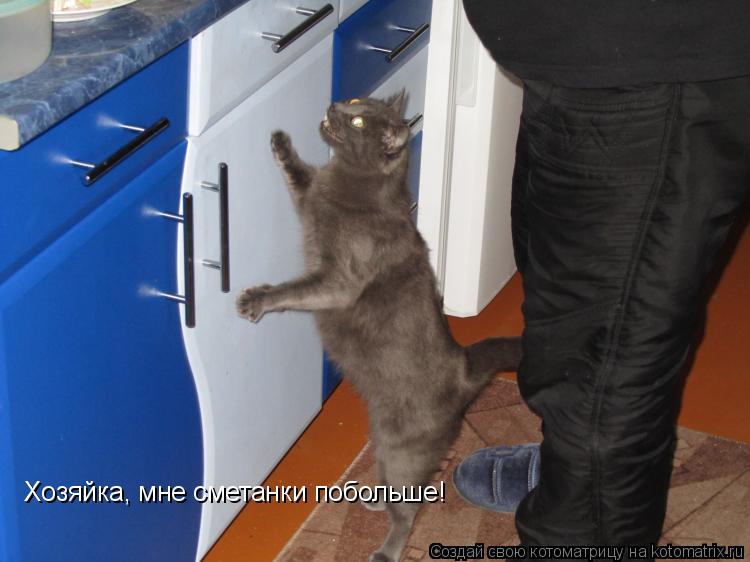 Котоматрица: Хозяйка, мне сметанки побольше!
