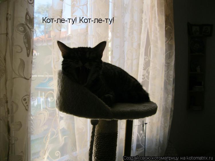Котоматрица: Кот-ле-ту! Кот-ле-ту!