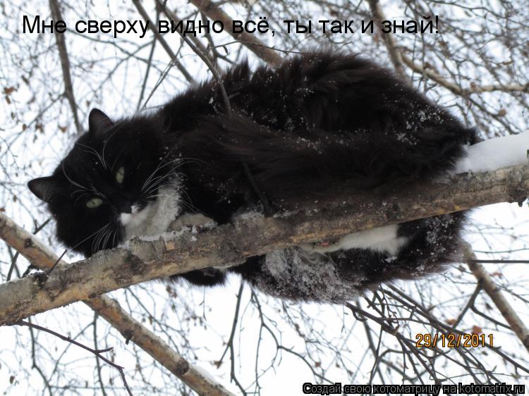 Котоматрица: Мне сверху видно всё, ты так и знай!