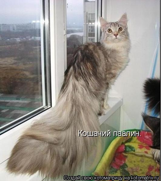 Котоматрица: Кошачий павлин.