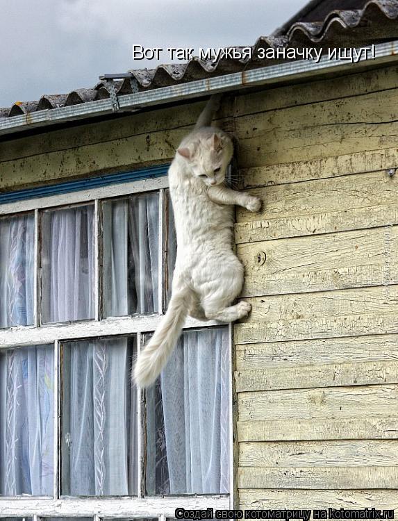 Котоматрица: Вот так мужья заначку ищут!
